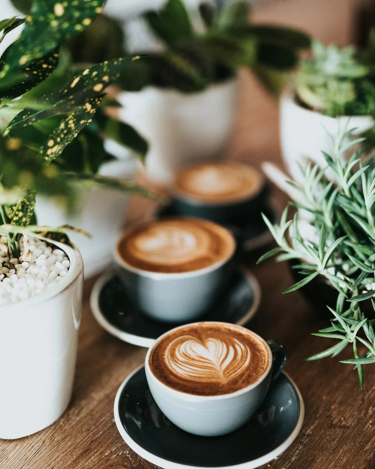 A flat white on a wooden counter beside potted plants